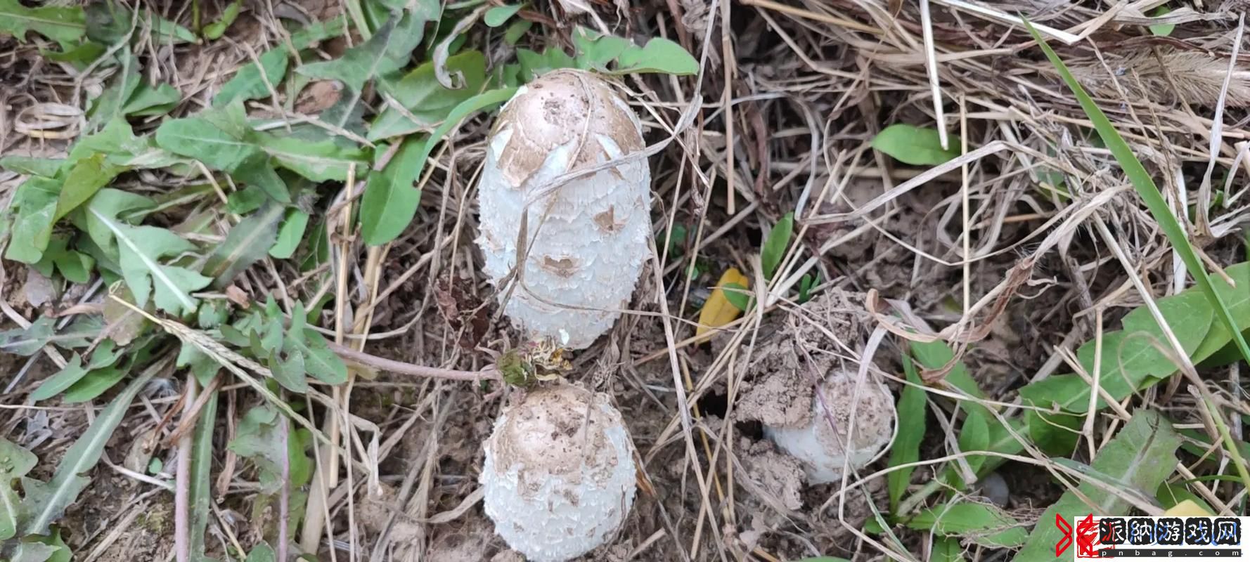 菌界趣闻