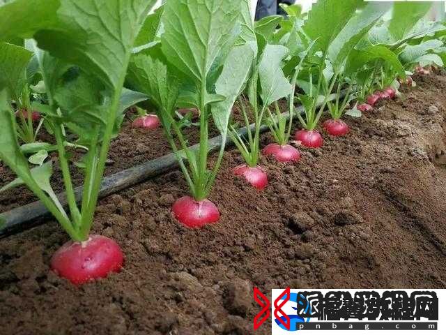 关于缺氧冰萝卜的种植指南：详细步骤与技巧解析