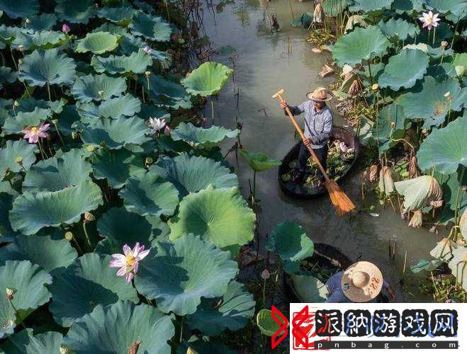 老人在船上弄雨荷是否美妙