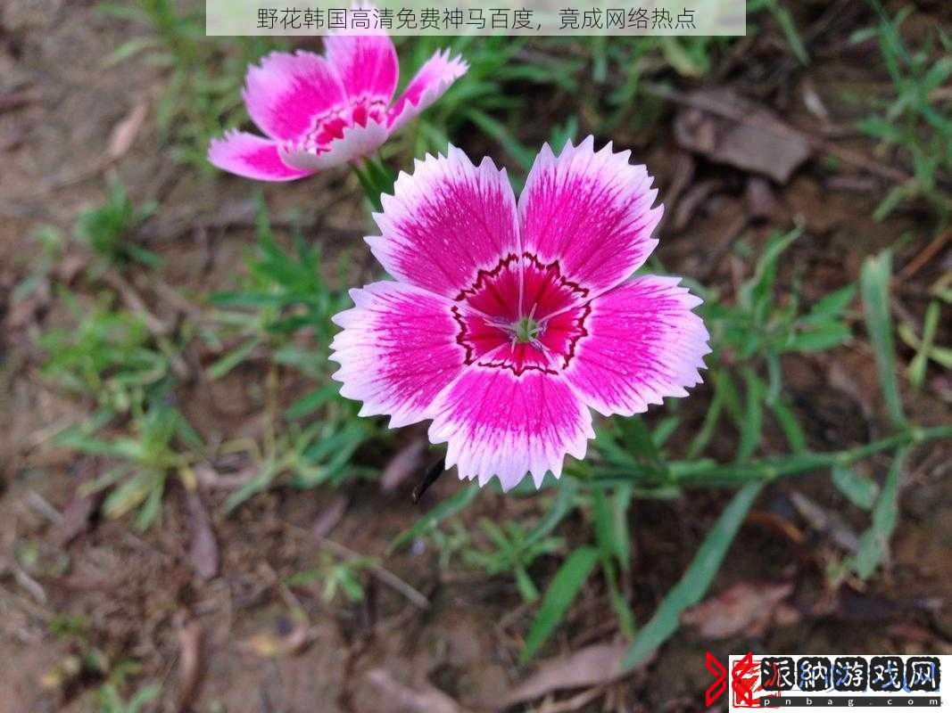 野花韩国高清免费神马百度