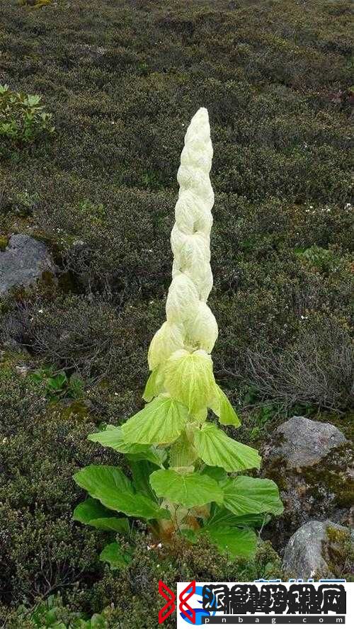 小草永久发