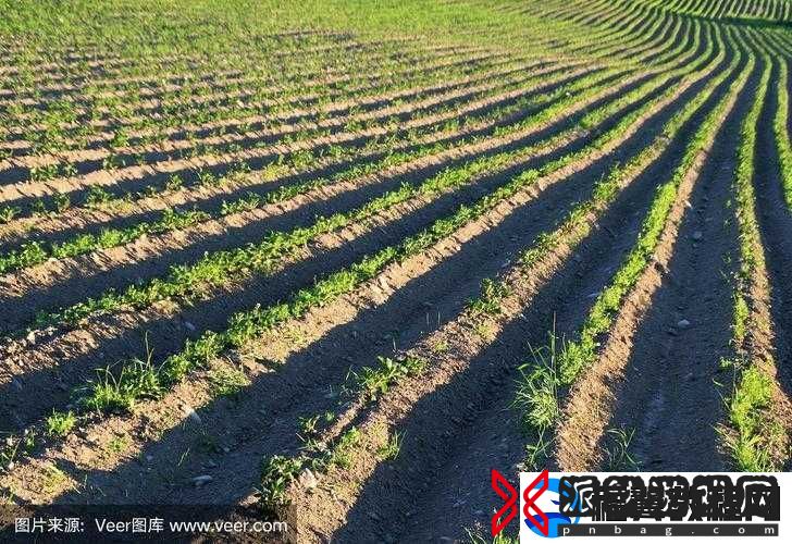 开垦妈妈肥沃的土地好吗：探寻其背后的深意