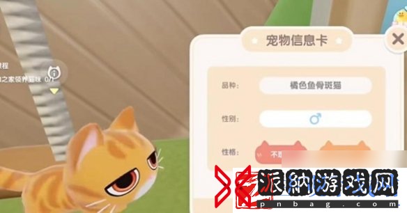 心动小镇怎么养猫