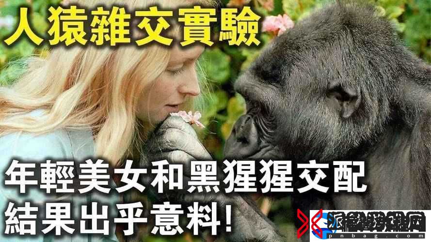 为什么欧美性受与类人猿的