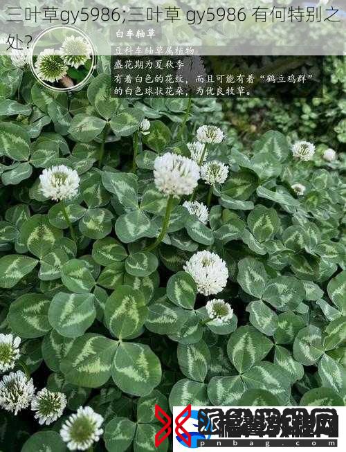 三叶草gy5986;三叶草-gy5986-有何特别之处