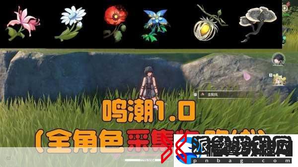 鸣潮珍珠草采集全攻略
