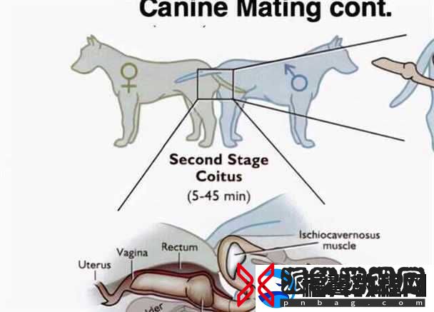 狗配人怎样配马配人呢图片