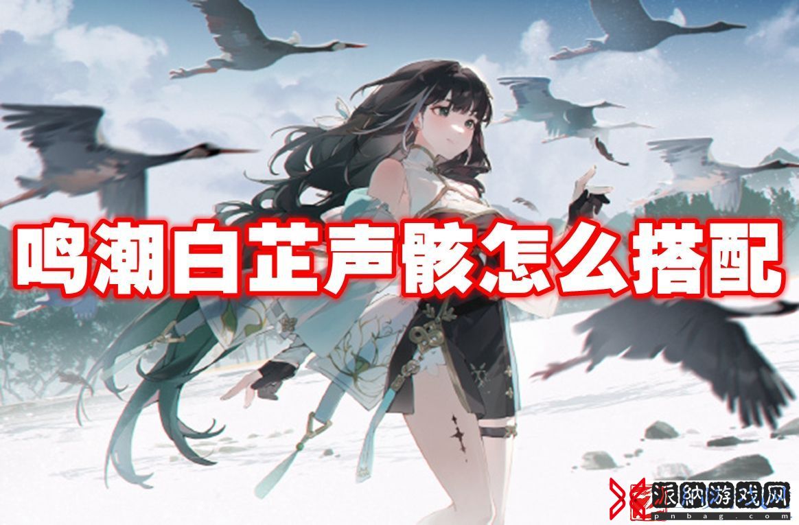 鸣潮白芷声骸怎么搭配：发现隐藏线索解锁特殊剧情