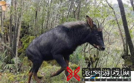 本站