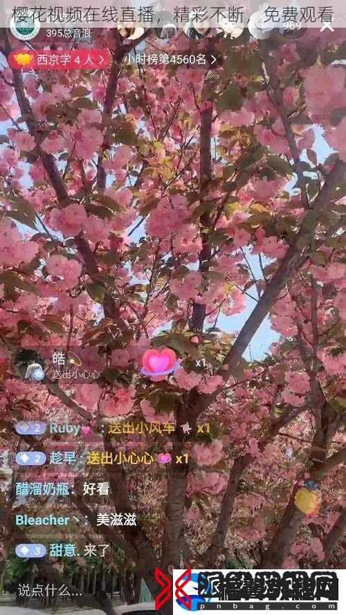 樱花视频在线直播精彩不断免费观看