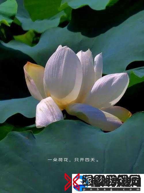 女子半夜莲花开：是生理异常还是神秘现象