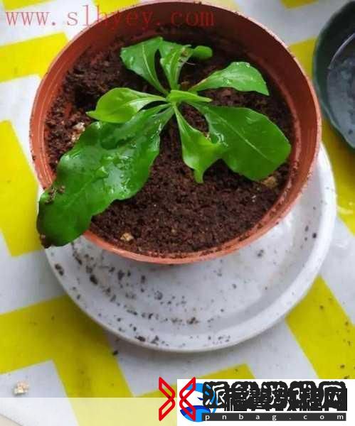 欧式72种扦插法的注意事项