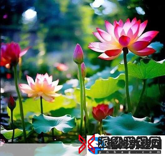 厨房春潮莲花坐顶：1.-厨房春潮：莲花盛开的美味之旅