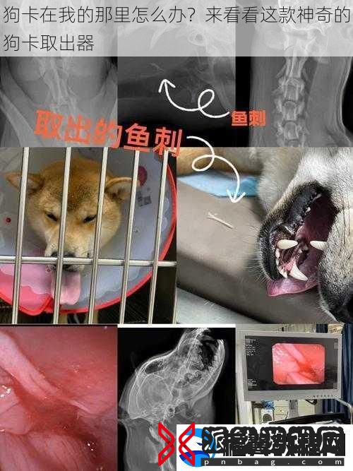 狗卡在我的那里怎么办-来看看这款神奇的狗卡取出器
