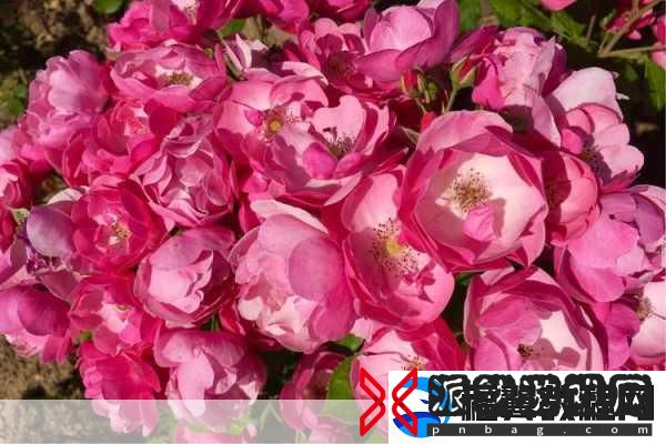 仙踪林company大中国将与忘忧草再次合作