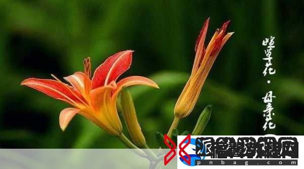 仙踪林company大中国将与忘忧草再次合作