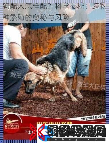 狗配人怎样配