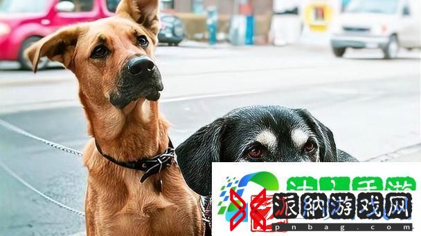 人狗大战2高清正版免费揭秘-网友：这部影片真的是无与伦比！