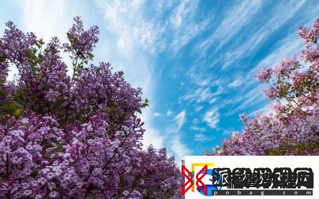 盛夏倾诉